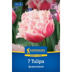 Kiepenkerl Tulipa Queensland tulipán virághagyma 7 db