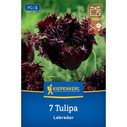 Kiepenkerl Tulipa Labrador tulipán virághagyma 7 db