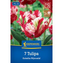 Kiepenkerl Tulipa Estella Rijnveld tulipán virághagyma 7 db