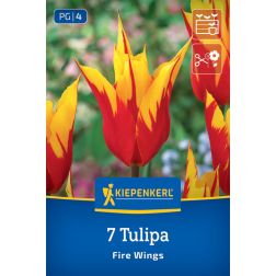 Kiepenkerl Tulipa Fire Wings tulipán virághagyma 7 db