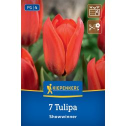 Kiepenkerl Tulipa Showwinner tulipán virághagyma 7 db