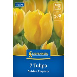 Kiepenkerl Tulipa Golden Emperor tulipán virághagyma 7 db