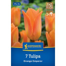 Kiepenkerl Tulipa Orange Emperor tulipán virághagyma 7 db
