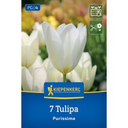 Kiepenkerl Tulipa Purissima tulip&aacute;n vir&aacute;ghagyma 7 db