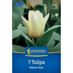 Kiepenkerl Tulipa Albion Star tulipán virághagyma 7 db