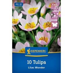 Kiepenkerl Tulipa Lilac Wonder tulipán virághagyma 10 db