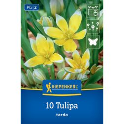 Kiepenkerl Tulipa tarda tulipán virághagyma 10 db