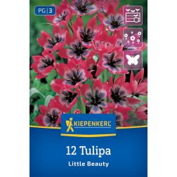 Kiepenkerl Tulipa Little Beauty tulipán virághagyma 12 db