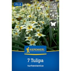 Kiepenkerl Tulipa turkestanica tulipán virághagyma 7 db