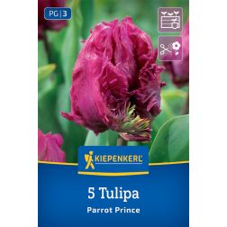Kiepenkerl Tulipa Parrot Prince tulip&aacute;n vir&aacute;ghagyma 5 db