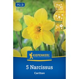 Kiepenkerl Narcissus Carlton nárcisz virághagyma 5 db