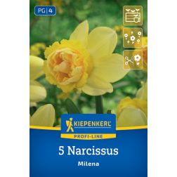 Kiepenkerl Narcissus Milena nárcisz virághagyma 5 db