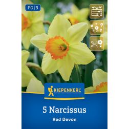 Kiepenkerl Narcissus Red Devon nárcisz virághagyma 5 db