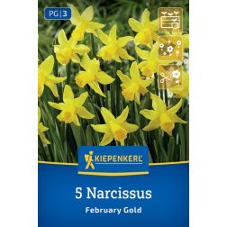 Kiepenkerl Narcissus February Gold nárcisz virághagyma 5 db