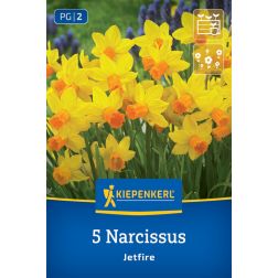 Kiepenkerl Narcissus Jetfire nárcisz virághagyma 5 db
