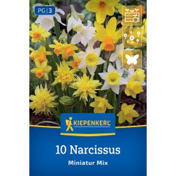 Kiepenkerl Narcissus Miniatur-Mix nárcisz virághagyma összeállítás 10 db