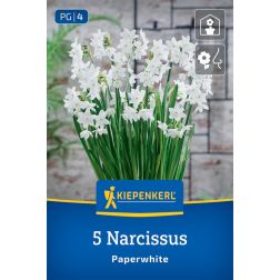 Kiepenkerl Narcissus Paperwhite nárcisz virághagyma 5 db