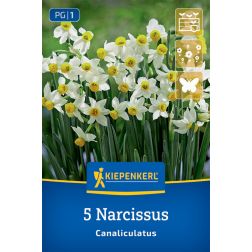Kiepenkerl Narcissus Canaliculatus nárcisz virághagyma 5 db