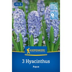 Kiepenkerl Hyacinthus Aqua jácint virághagyma 3 db