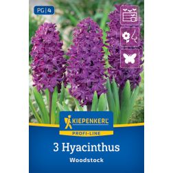 Kiepenkerl Hyacinthus Woodstock jácint virághagyma 3 db