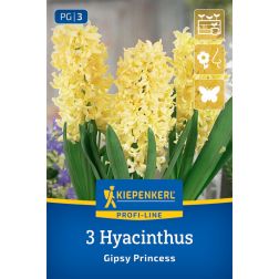 Kiepenkerl Hyacinthus Gipsy Princess jácint virághagyma 3 db
