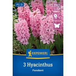 Kiepenkerl Hyacinthus Fondant jácint virághagyma 3 db