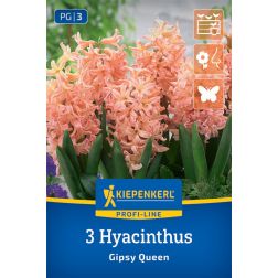 Kiepenkerl Hyacinthus Gipsy Queen jácint virághagyma 3 db