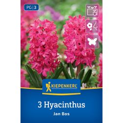 Kiepenkerl Hyacinthus Jan Bos jácint virághagyma 3 db