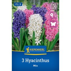 Kiepenkerl Hyacinthus Mix jácint virághagyma összeállítás 3 db