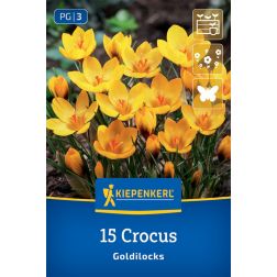 Kiepenkerl Crocus Goldilocks krókusz virághagyma 15 db