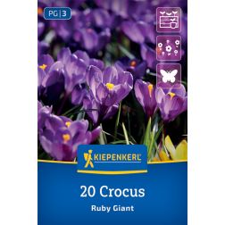Kiepenkerl Crocus Ruby Giant kr&oacute;kusz vir&aacute;ghagyma 20 db