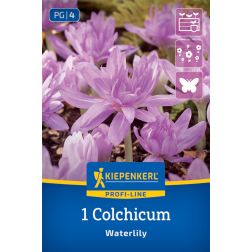 Kiepenkerl Colchicum Waterlily kikerics virághagyma 1 db