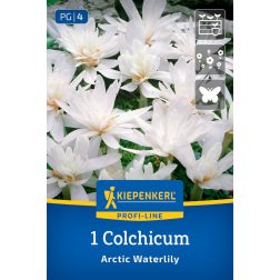 Kiepenkerl Colchicum Arctic Waterlily kikerics virághagyma 1 db