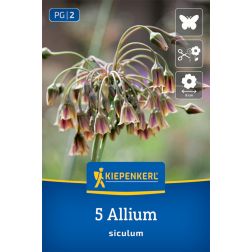 Kiepenkerl Allium siculum díszhagyma virághagyma 5 db