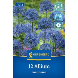 Kiepenkerl Allium caeruleum díszhagyma virághagyma 12 db