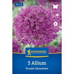 Kiepenkerl Allium Purple Sensation díszhagyma virághagyma 5 db