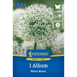Kiepenkerl Allium Mont Blanc d&iacute;szhagyma vir&aacute;ghagyma 1 db