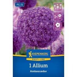 Kiepenkerl Allium Ambassador d&iacute;szhagyma vir&aacute;ghagyma 1 db