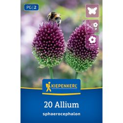 Kiepenkerl Allium sphaerocephalon d&iacute;szhagyma vir&aacute;ghagyma 20 db