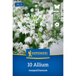 Kiepenkerl Allium neapolitanum díszhagyma virághagyma 10 db