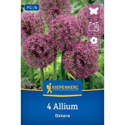 Kiepenkerl Allium Ostara d&iacute;szhagyma vir&aacute;ghagyma 4 db