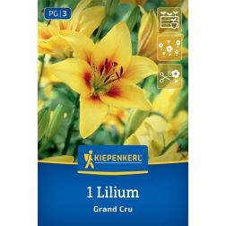Kiepenkerl Lilium Grand Cru liliom virághagyma 1 db