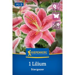 Kiepenkerl Lilium Stargazer liliom virághagyma 1 db
