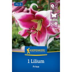 Kiepenkerl Lilium Friso liliom virághagyma 1 db