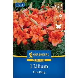 Kiepenkerl Lilium Fire King liliom virághagyma 1 db