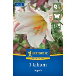 Kiepenkerl Lilium regale liliom vir&aacute;ghagyma 1 db