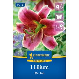 Kiepenkerl Lilium Mr. Job liliom virághagyma 1 db