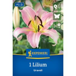 Kiepenkerl Lilium Urandi liliom virághagyma 1 db