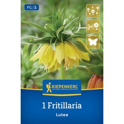Kiepenkerl Fritillaria Lutea császárkorona virághagyma 1 db