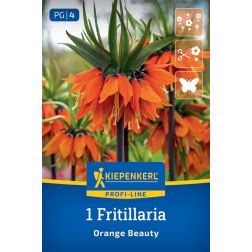 Kiepenkerl Fritillaria Orange Beauty császárkorona virághagyma 1 db